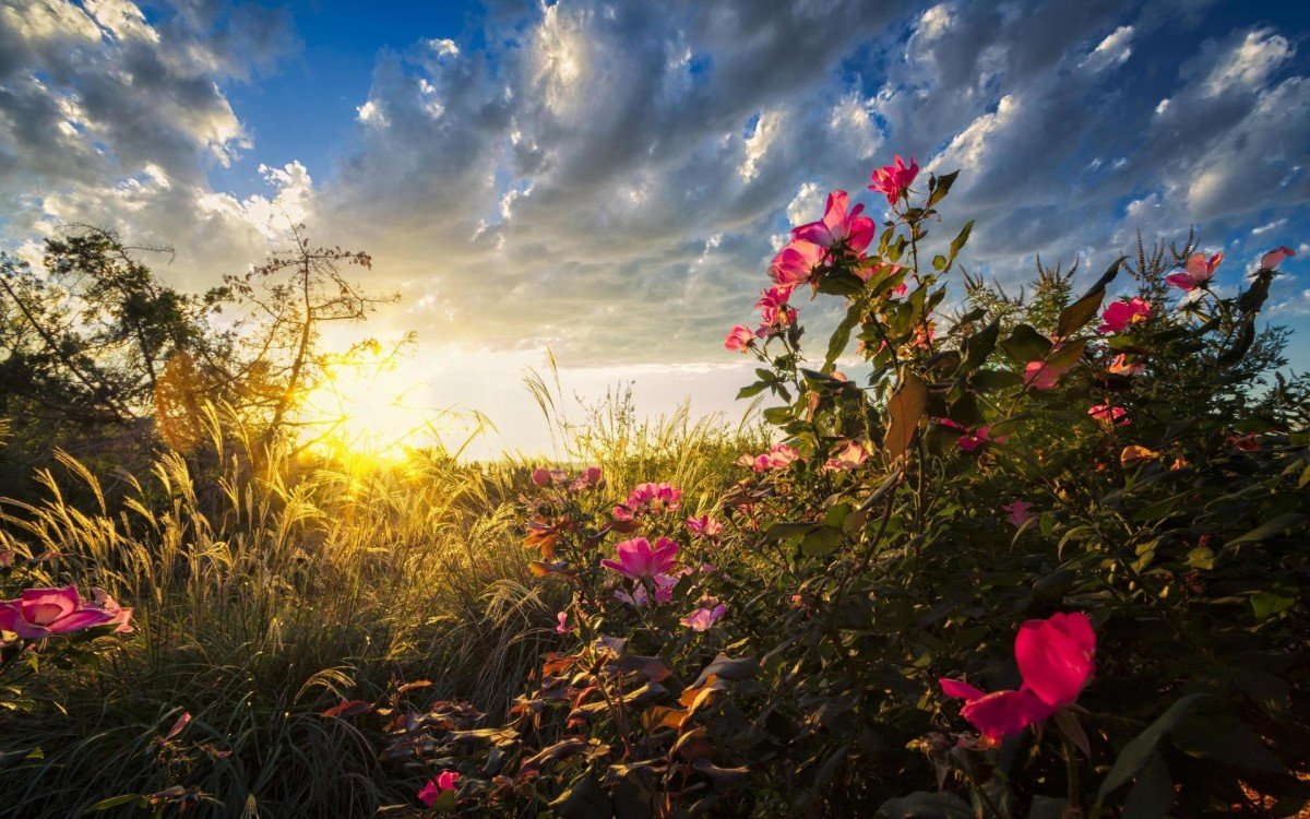 Природа солнце