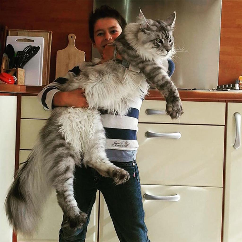 Мейн кун Паши воли
