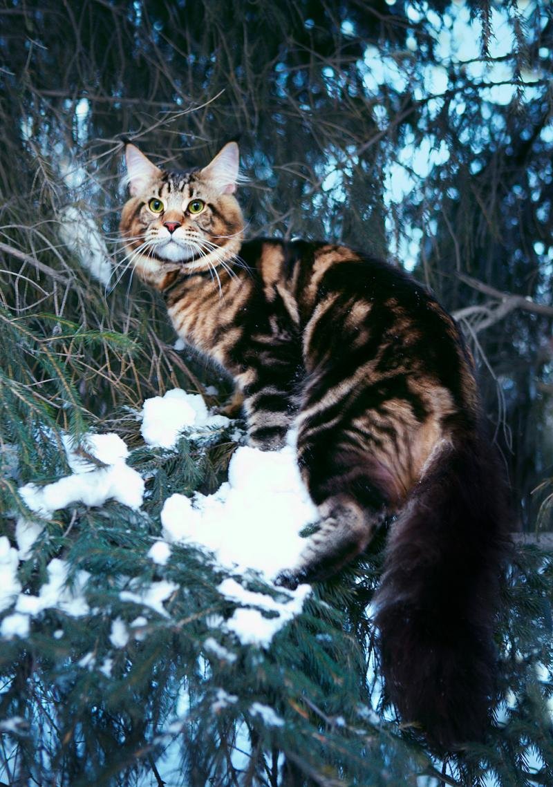 Дикая кошка Мейн кун