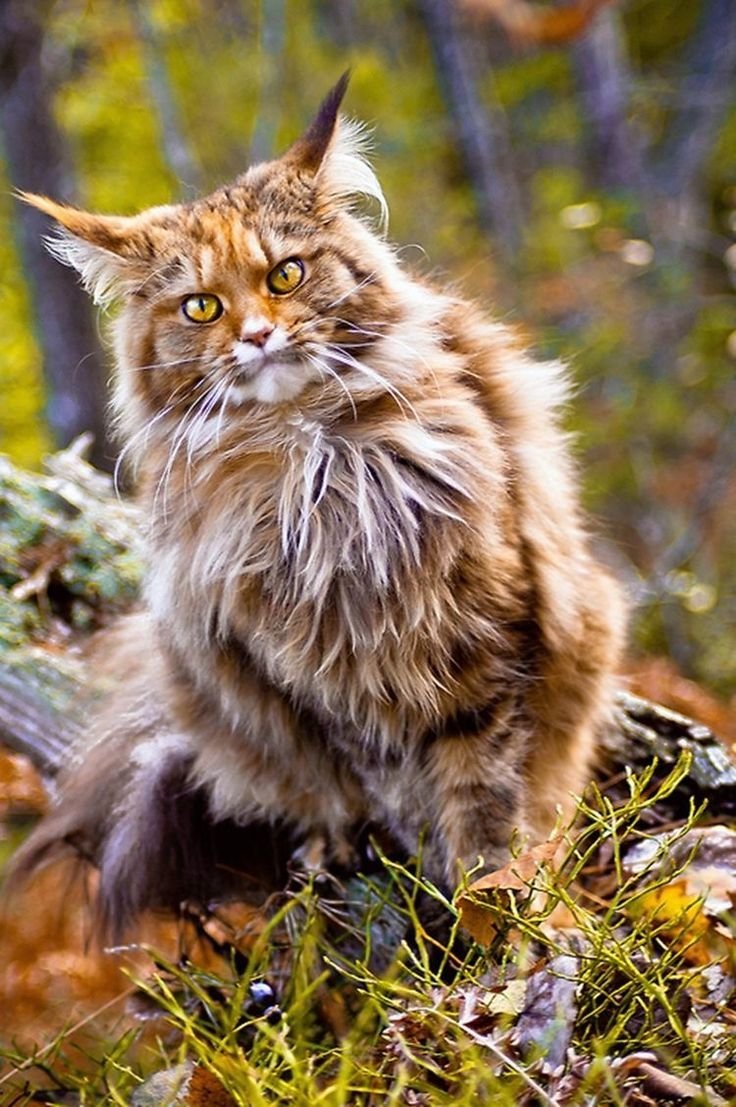 Кошка Мейн кун