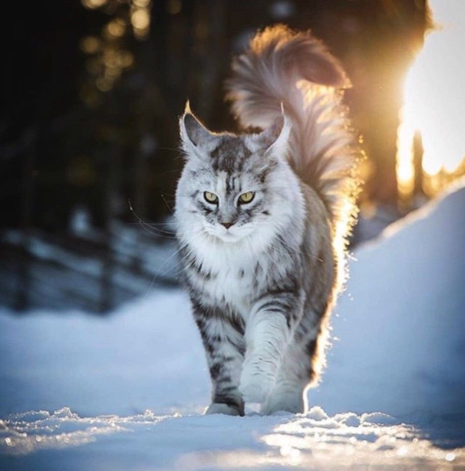 Мэйкун в дикой природе