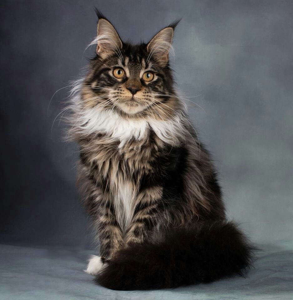 Кот Мейн кун