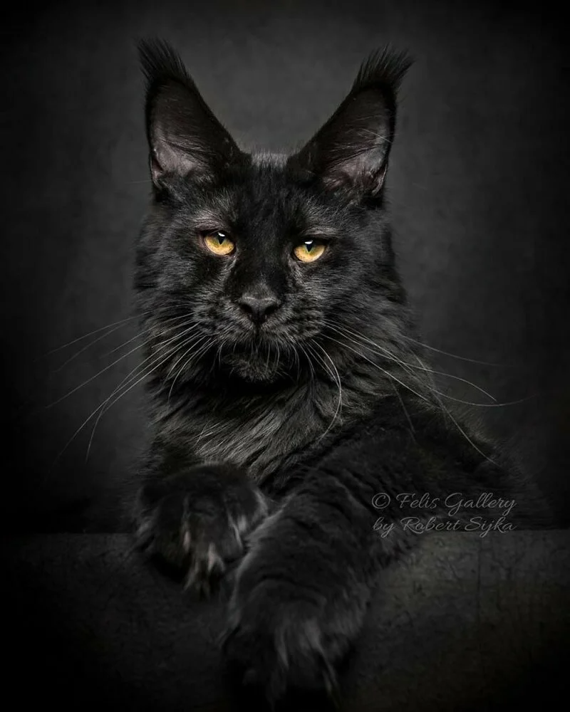 Кошка Мейн кун