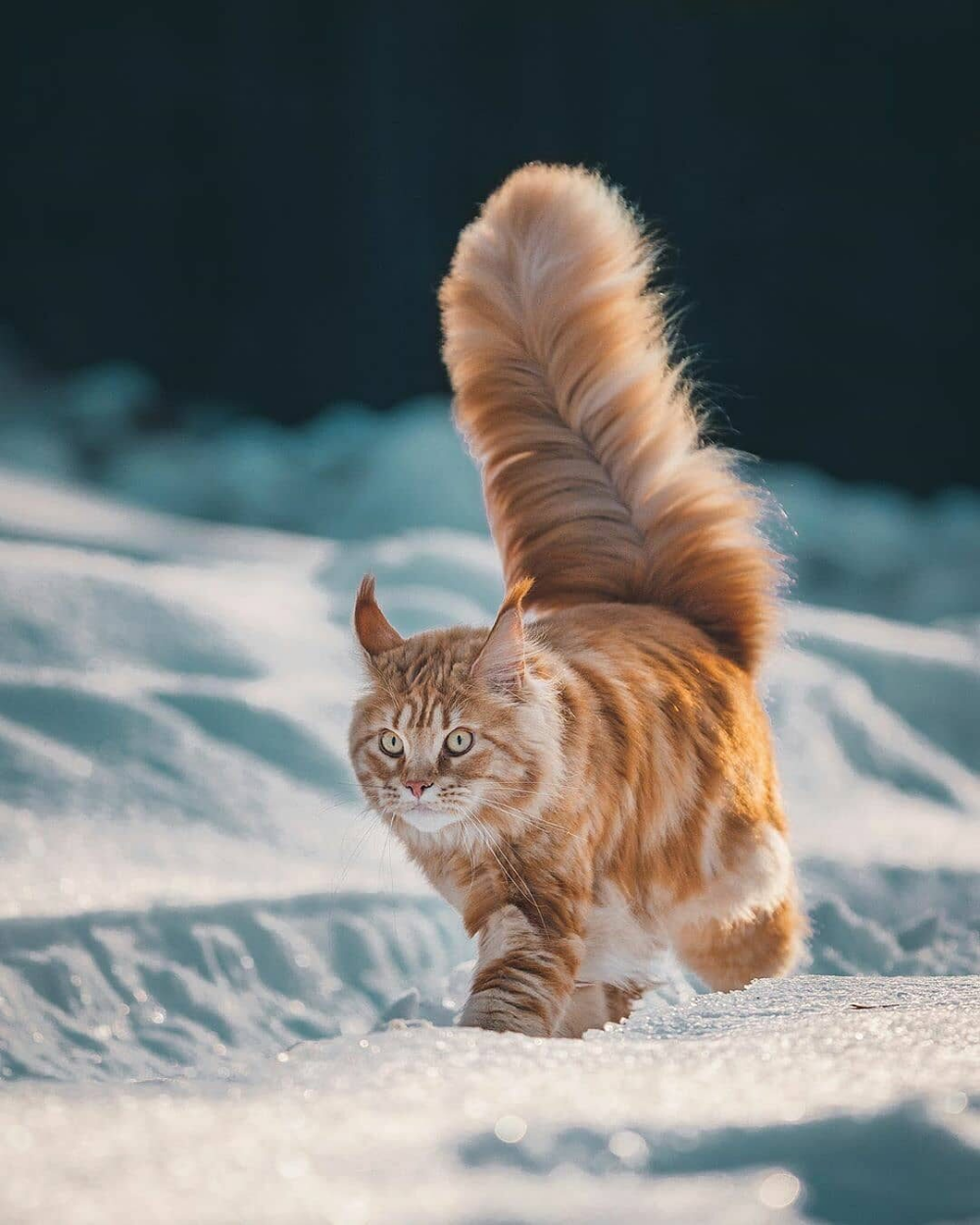 Мейн кун рыжий хвост