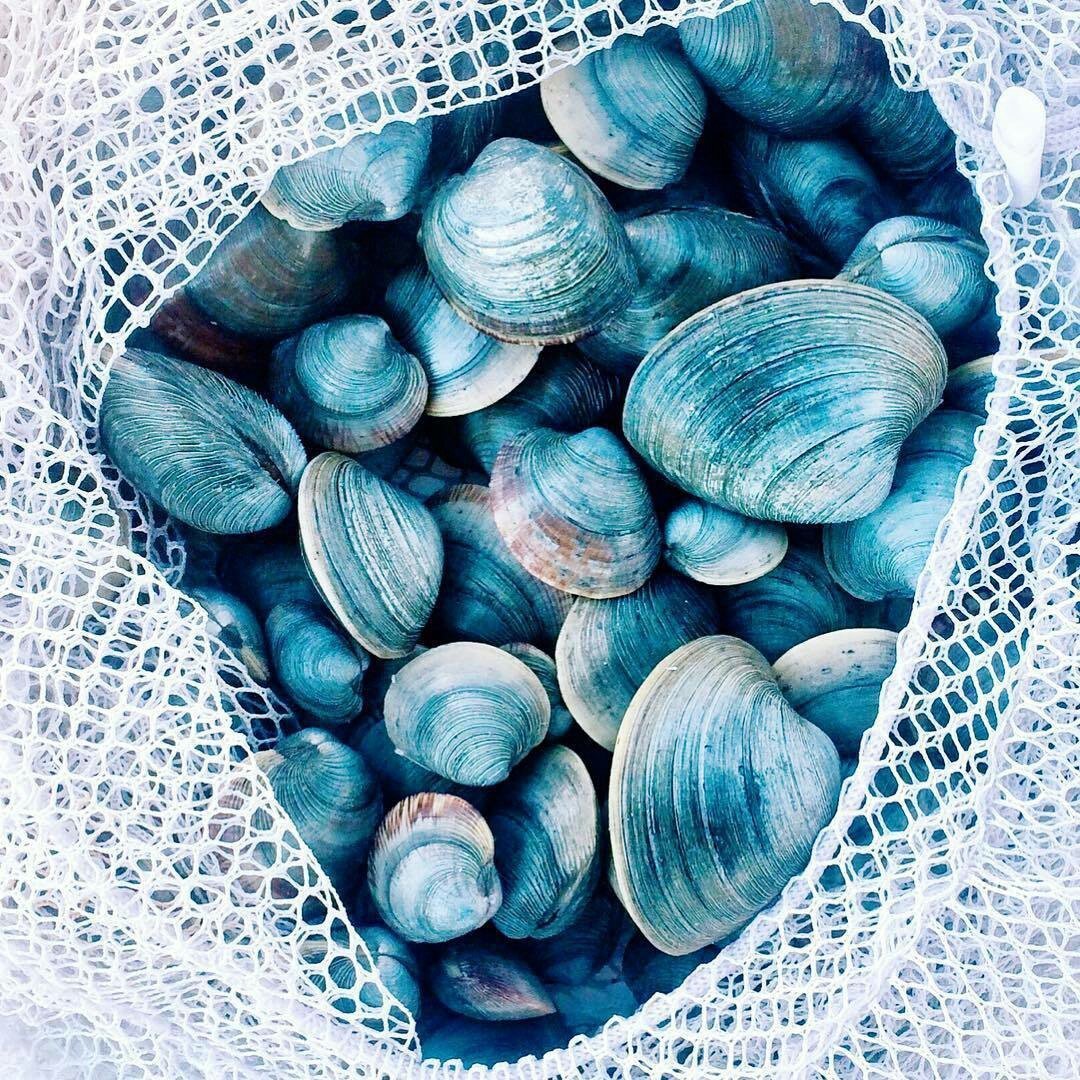 Ракушки Эстетика