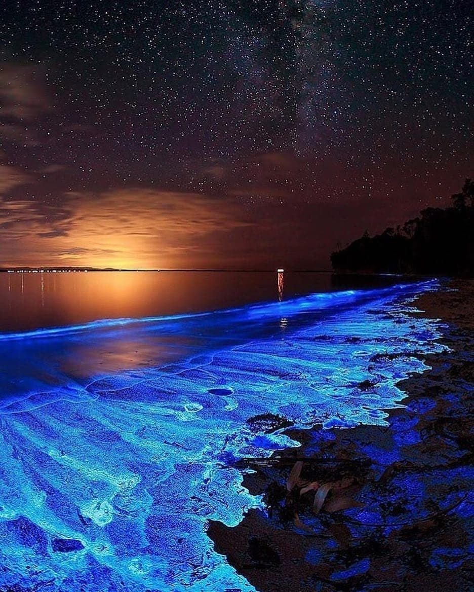 Ночесветка Noctiluca