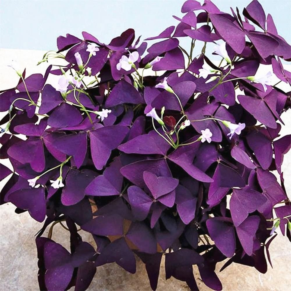 Кислица triangularis