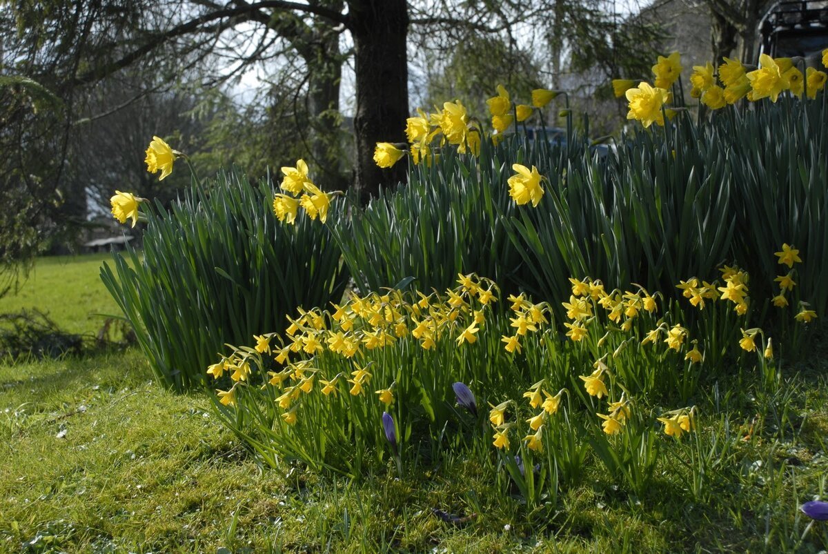 Желтый Нарцисс Daffodil Уэльс