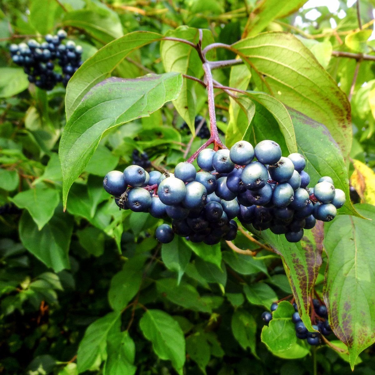 Cornus Amomum дерен душистый