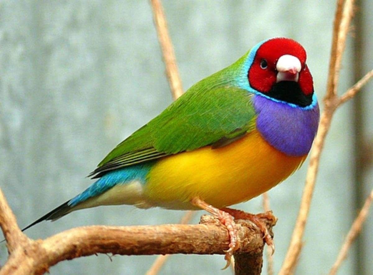 Gouldian Finch самка