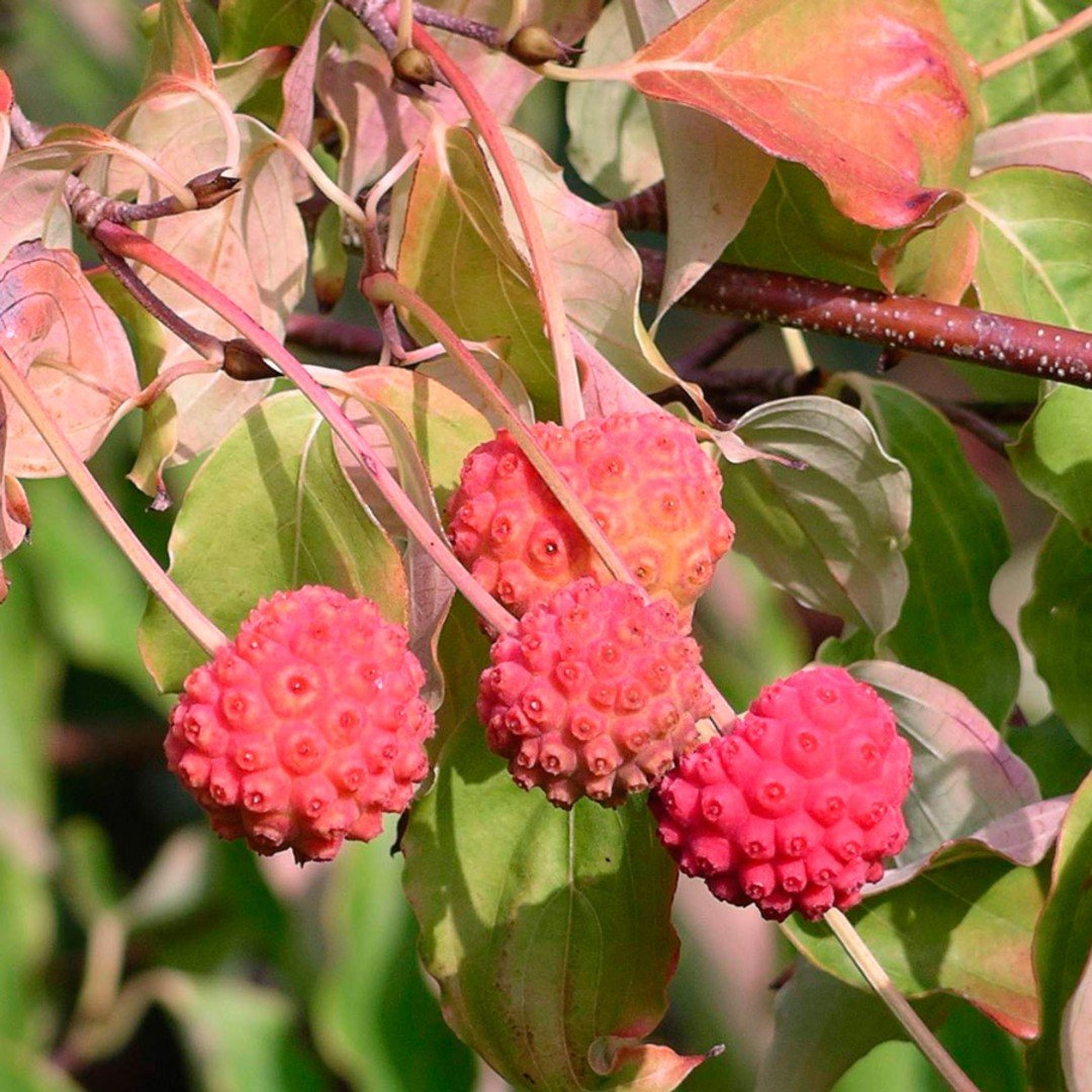 Дерен Коуза / Cornus Kousa