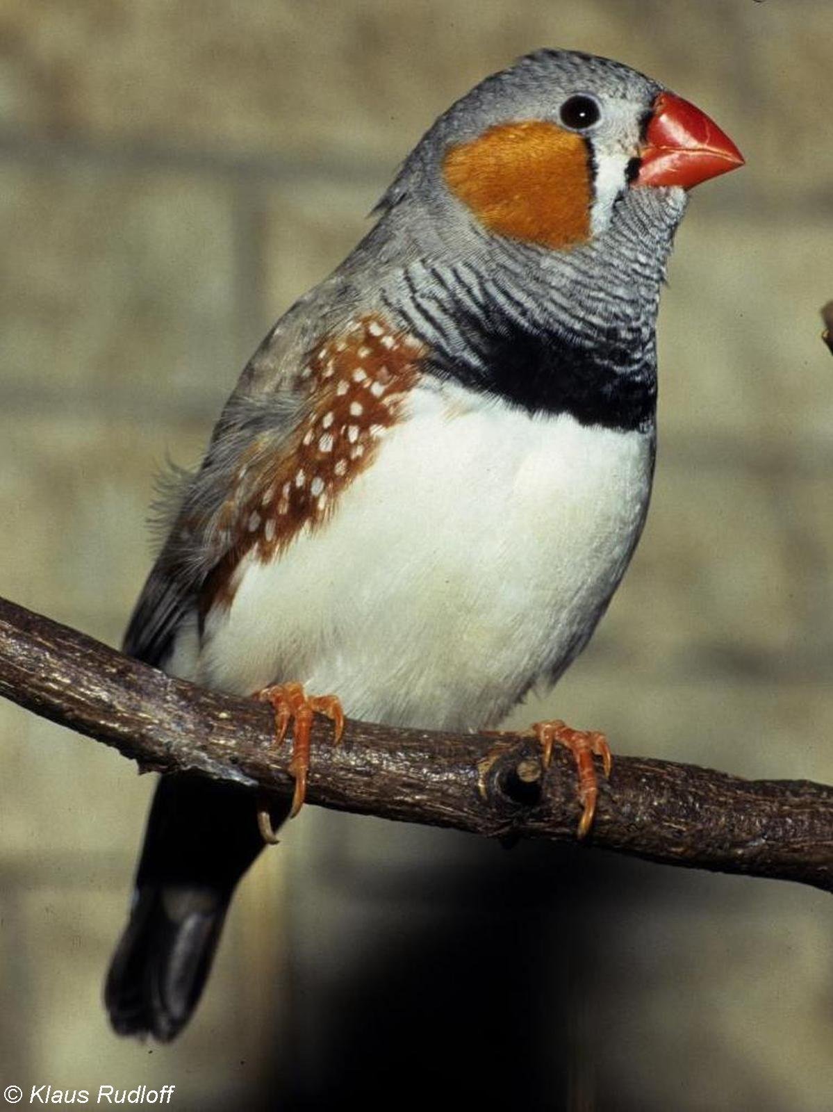 Фото зебровая амадина Taeniopygia guttata / Timor Zebra Finch