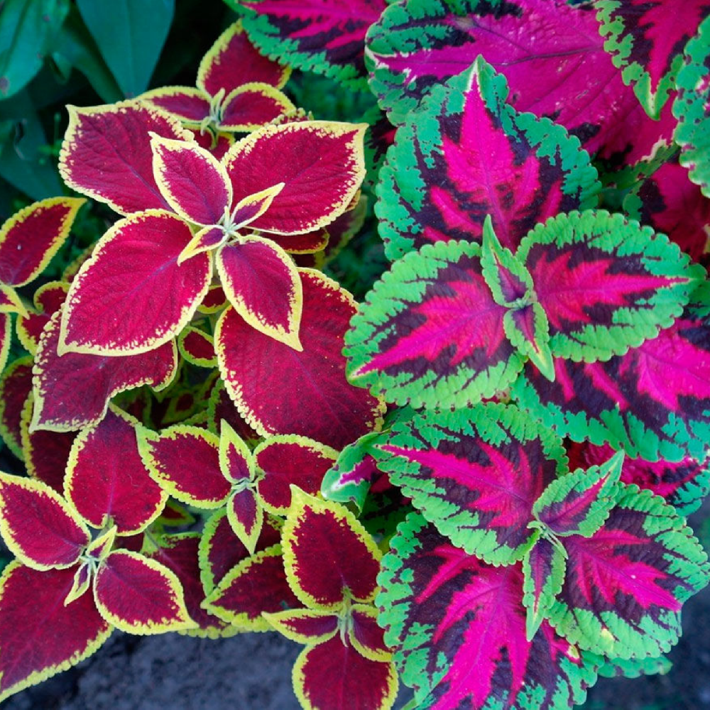 Колеус Ренельта Coleus rehneltianus