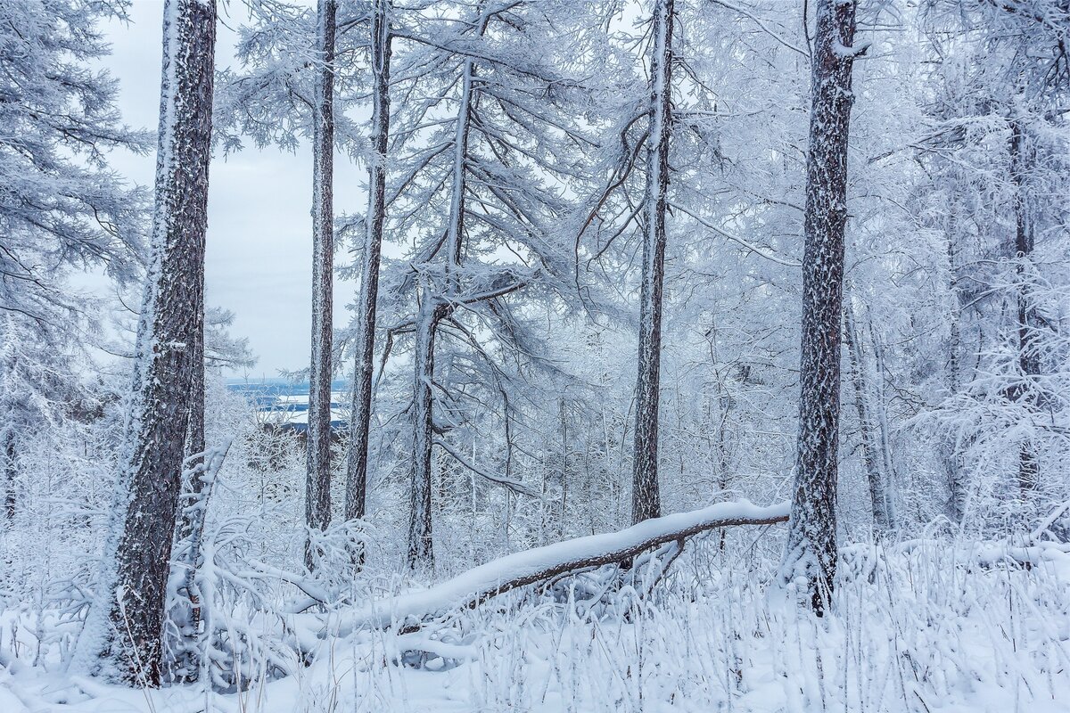 Южная природа
