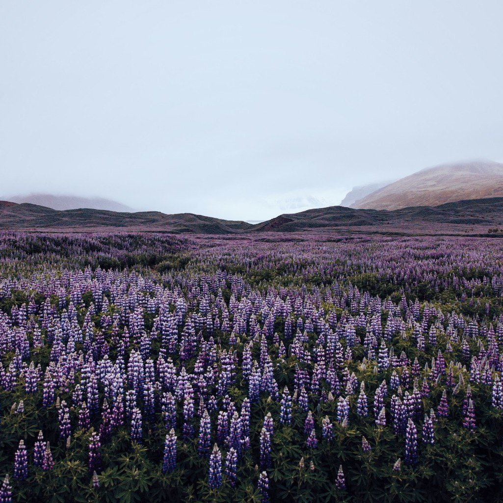 Lupins Mountain – Jared Chambers