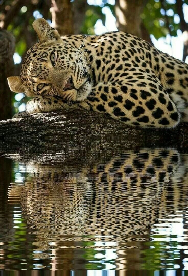 Дикие кошки леопард