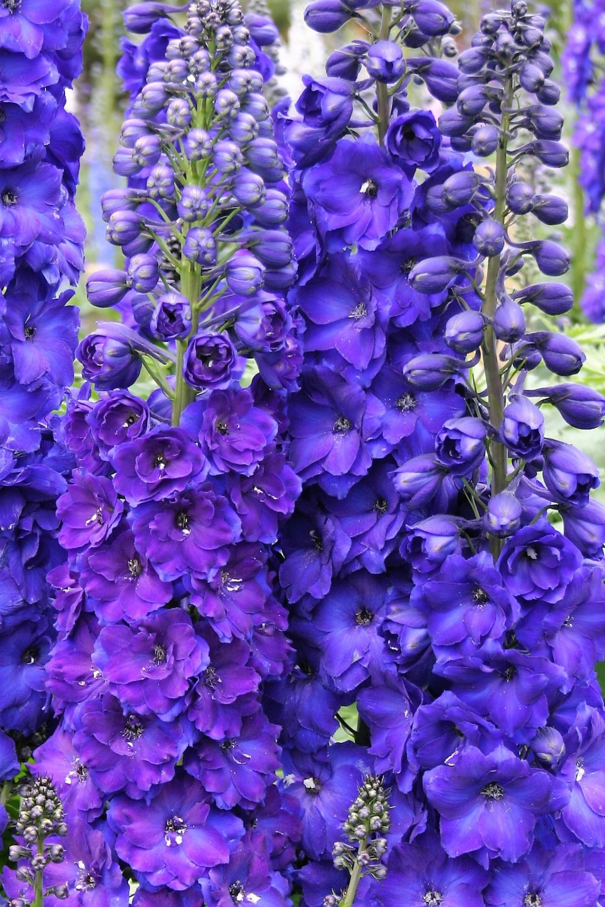Дельфиниум новозеландский Pagan Purples