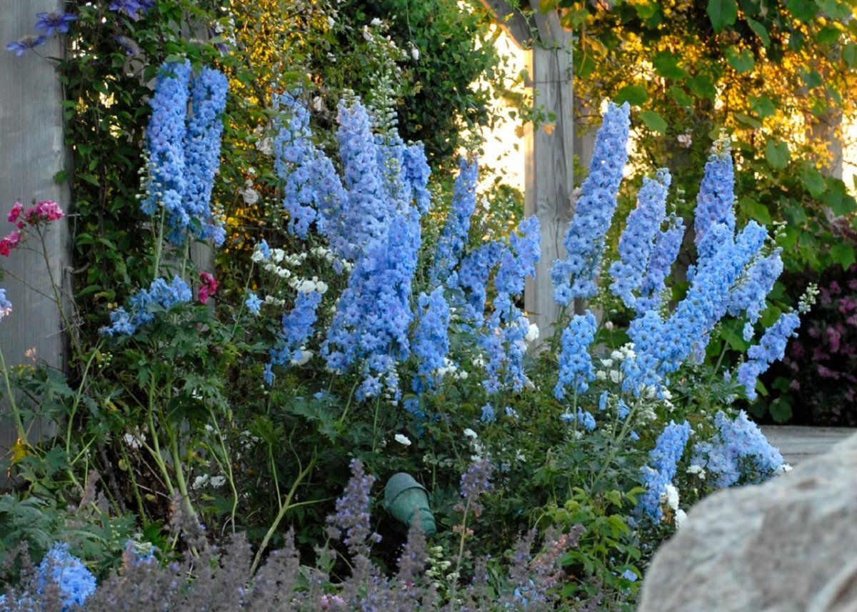 Дельфиниум Blue Lace