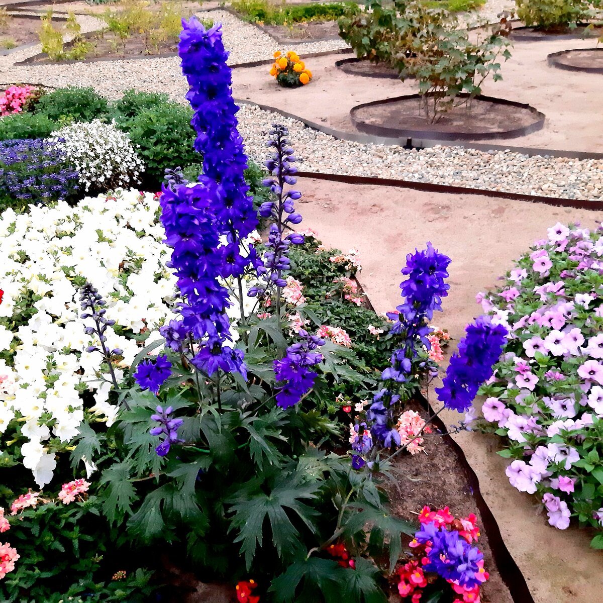 Дельфиниум «Атлантис» Delphinium `Atlantis`