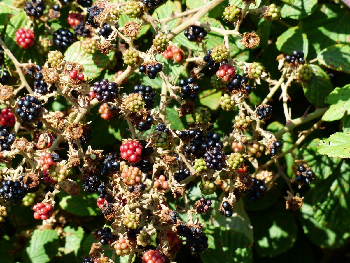 Крымская ежевика (Rubus SP.)