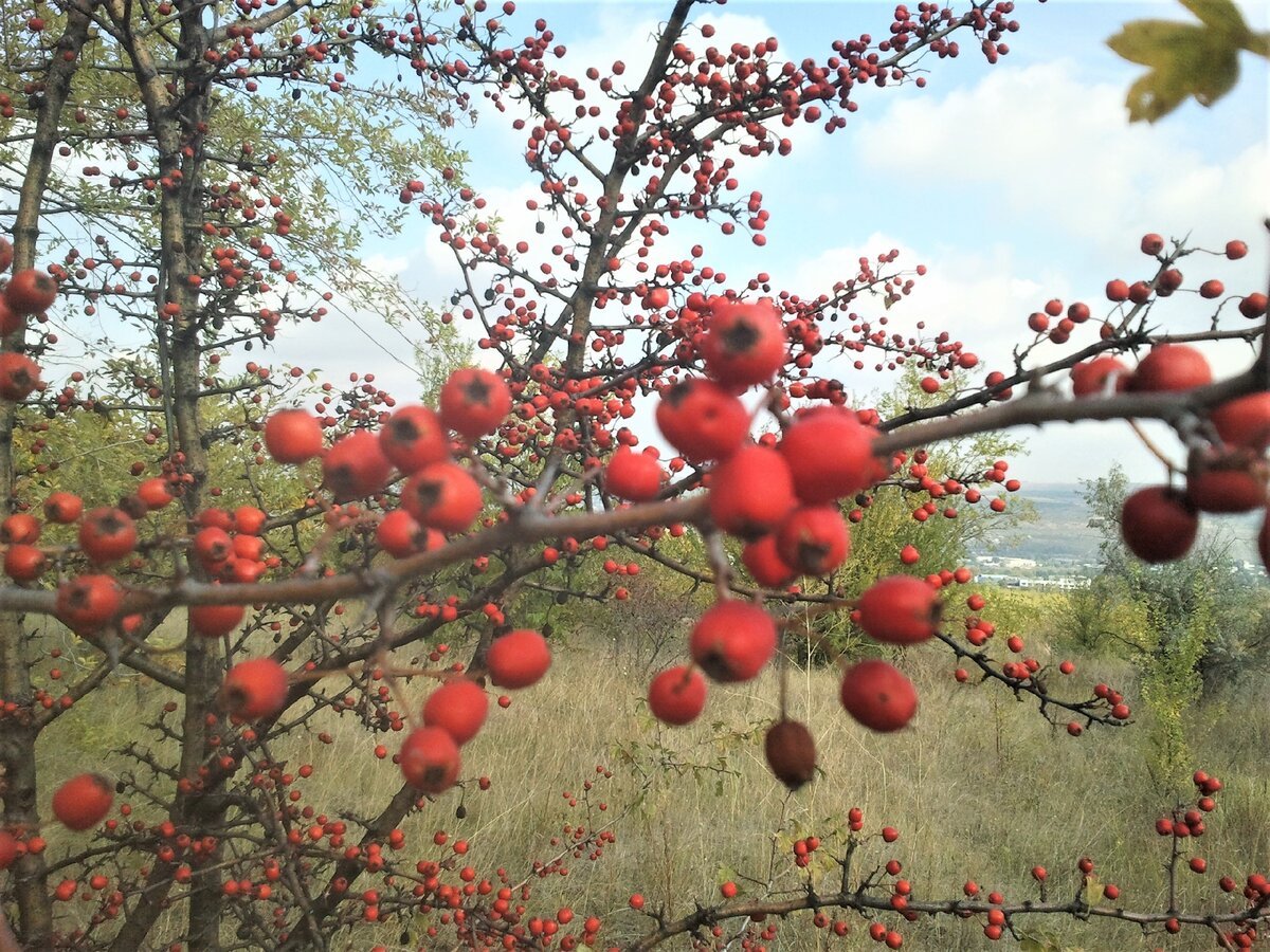Боярышник огни Мичуринска