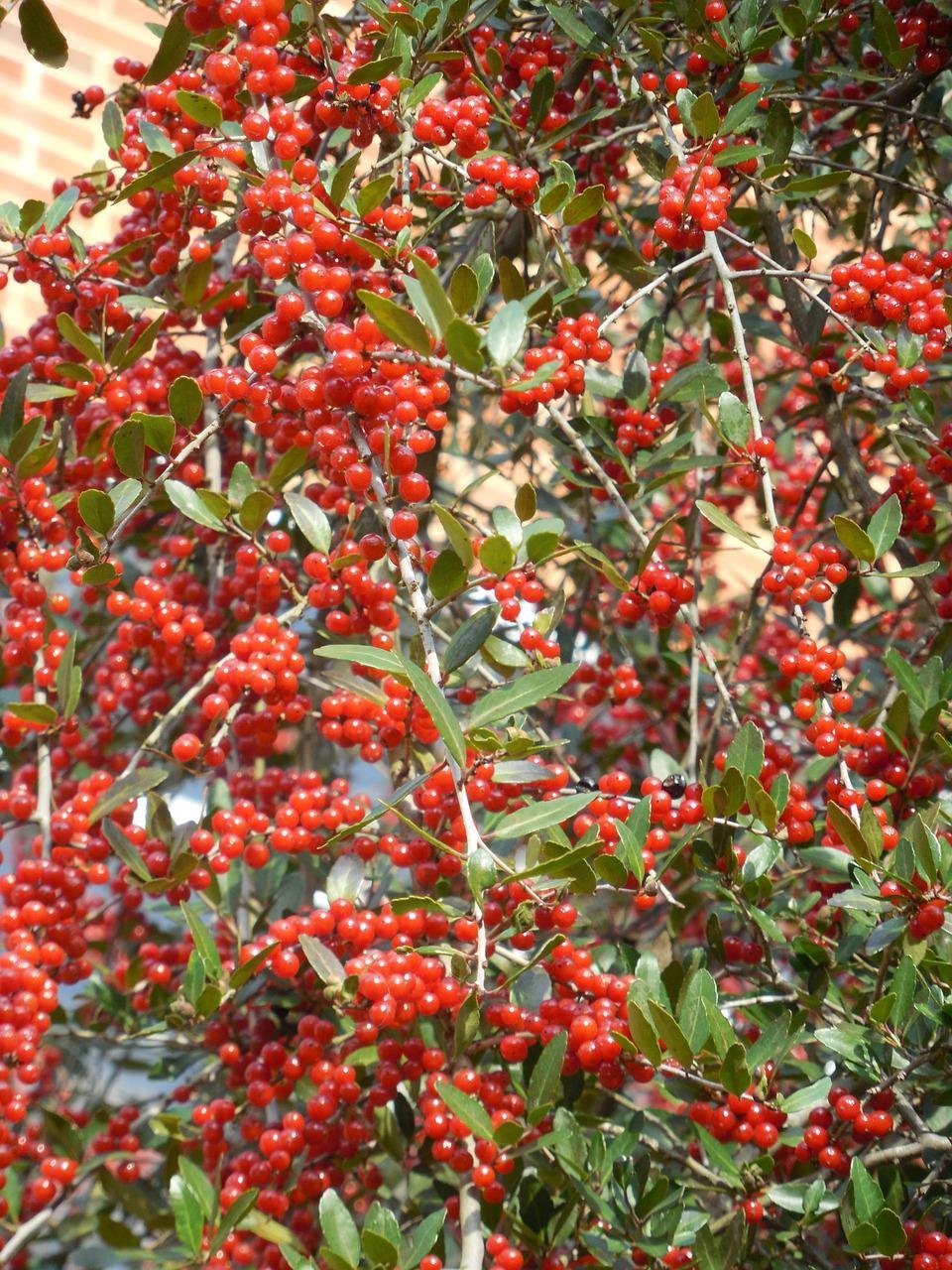 Holly Berry ягода