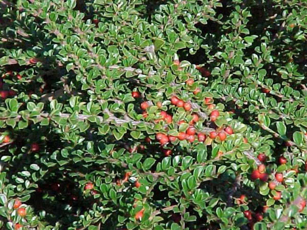 Кизильник Cotoneaster perpusillus