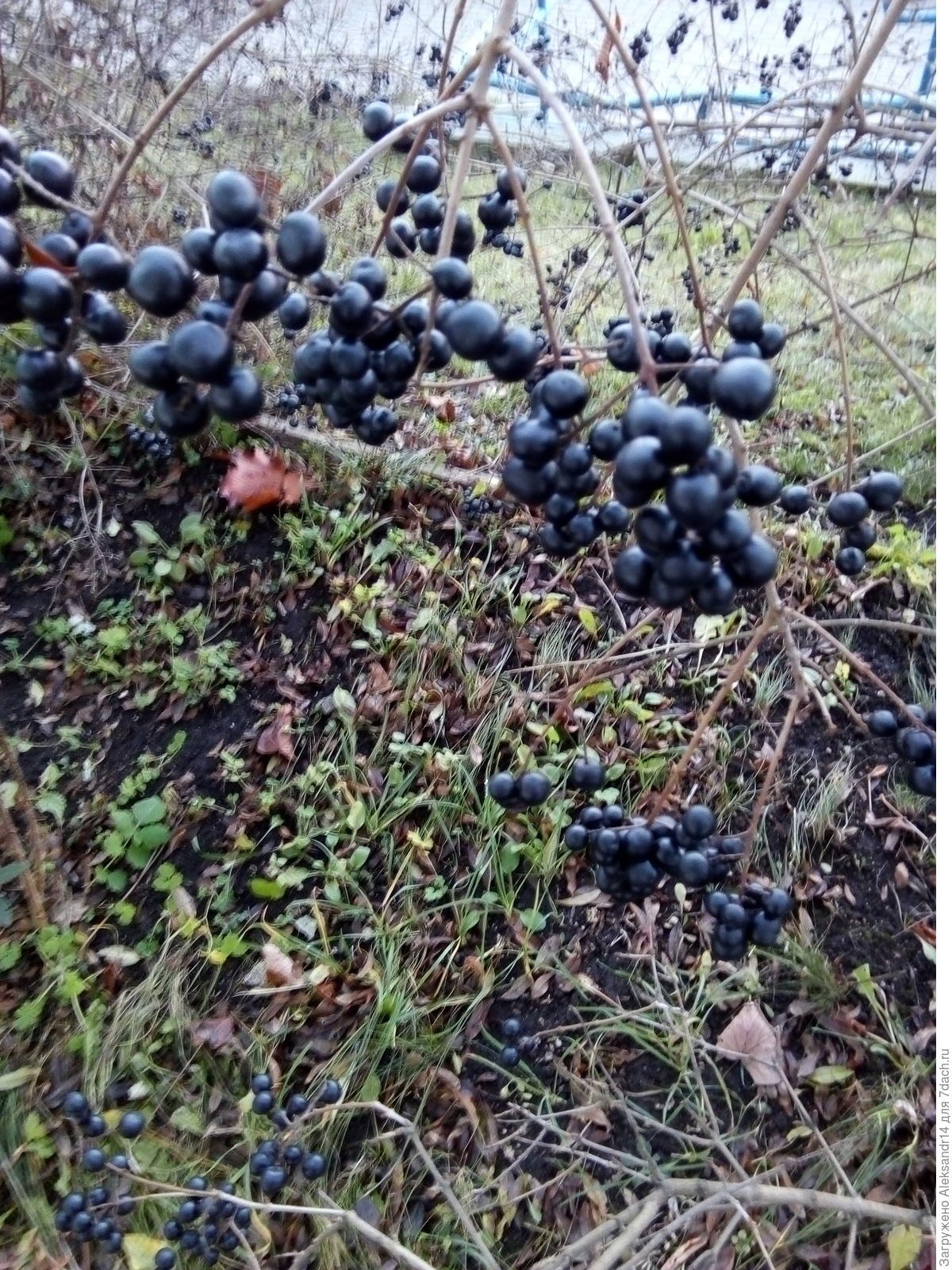 Лиана с чёрными ягодами амурскаяобласть