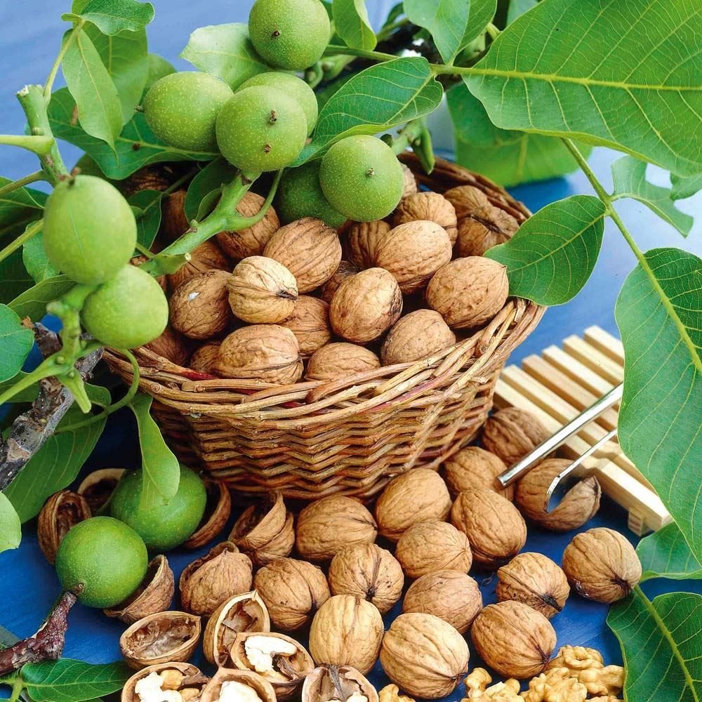 Орех грецкий (Juglans Regia)