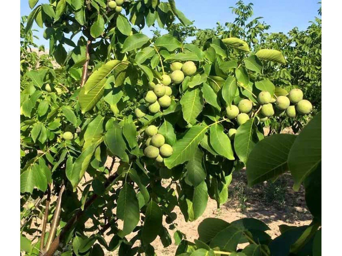 Орех грецкий (Juglans Regia)