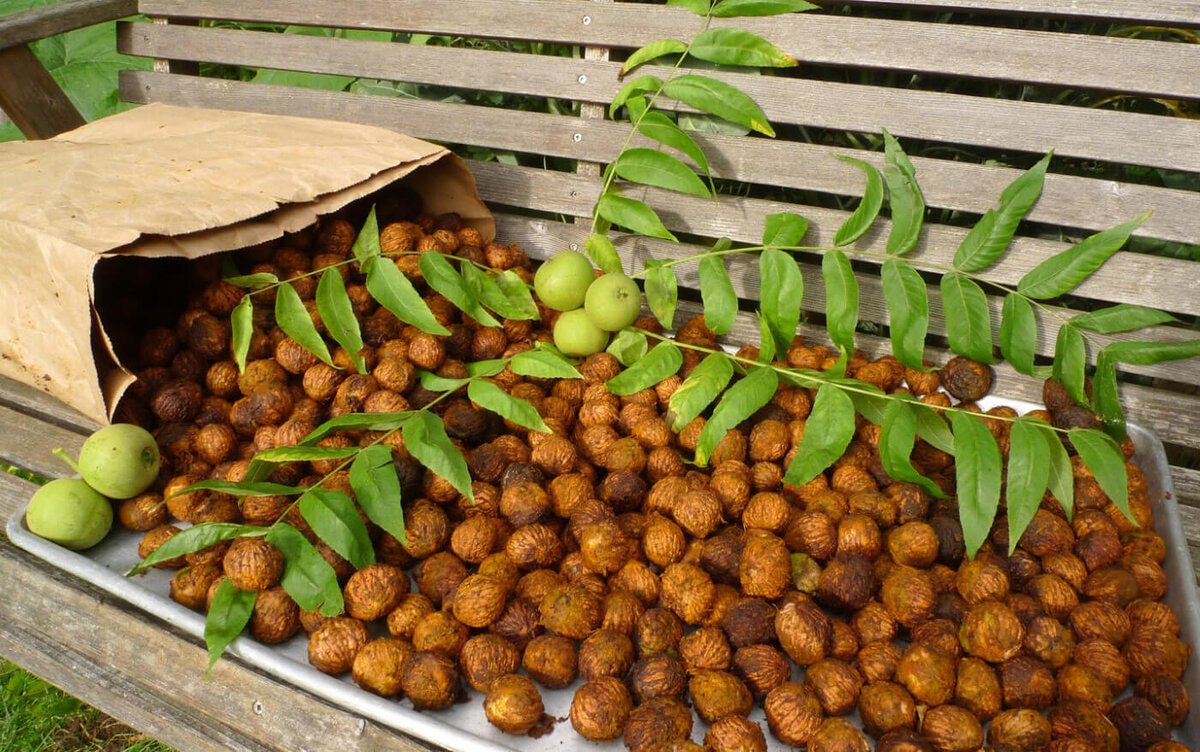 Орех маньчжурский (Juglans mandshurica)