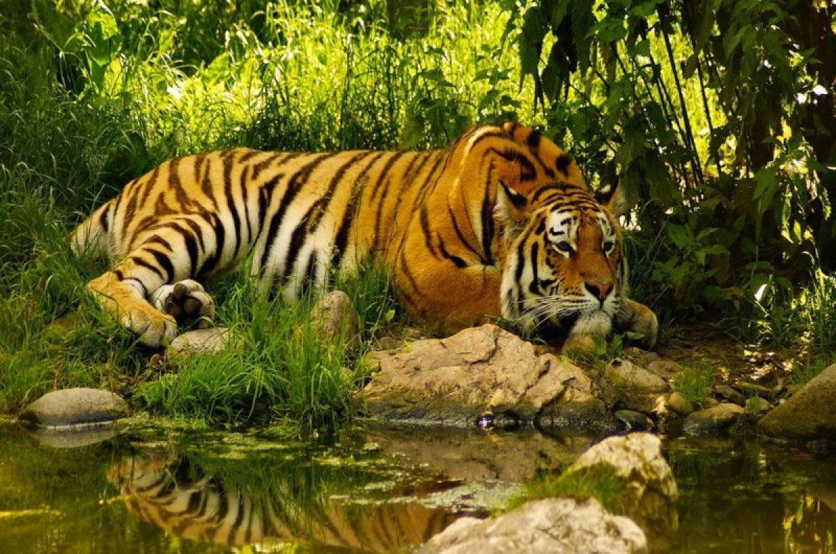 Тигр в зарослях у воды