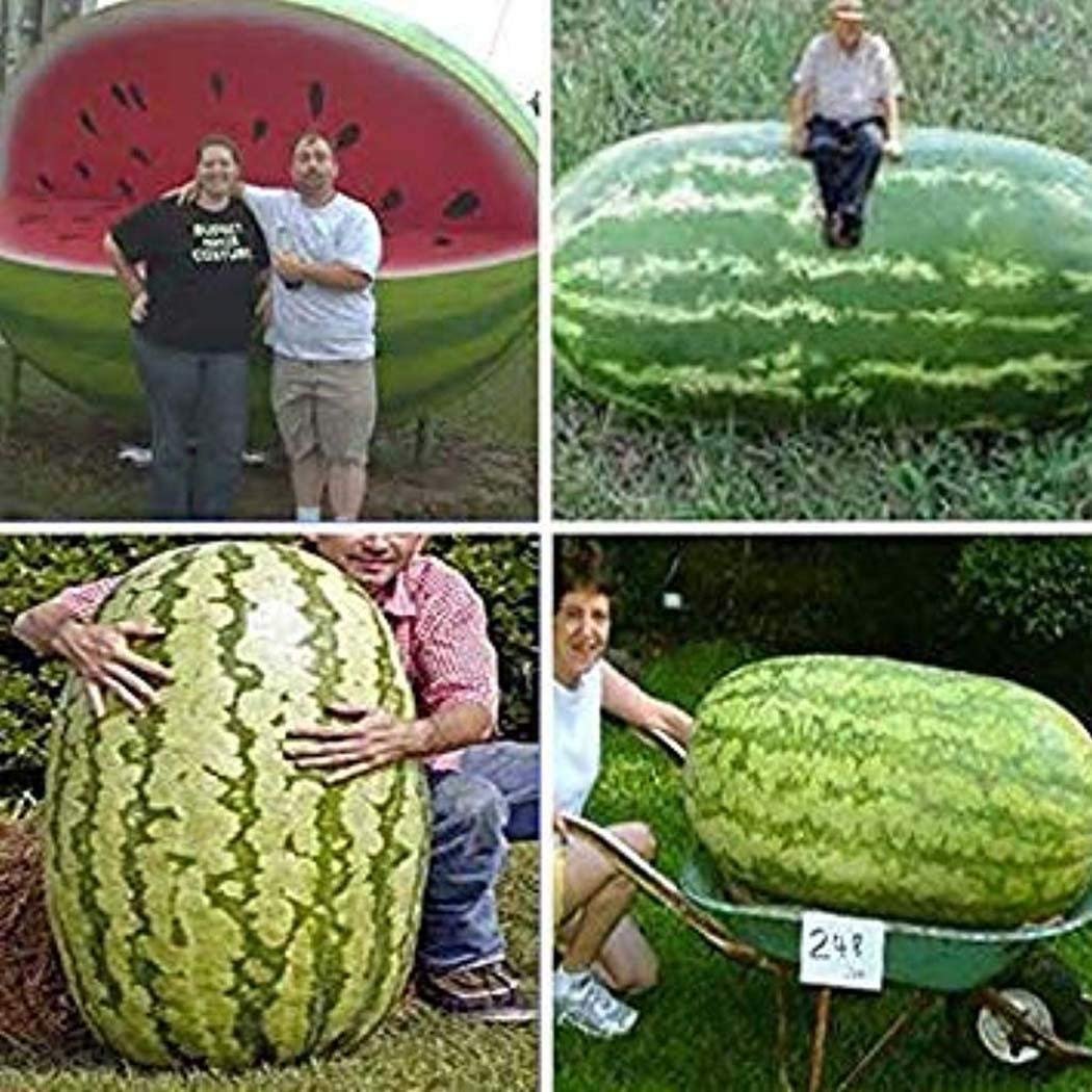 Giant Watermelon 'Iwanaga giant' f1 Seeds