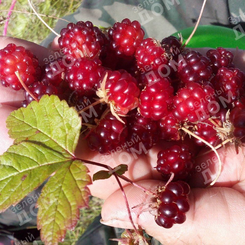 Летние дары природы