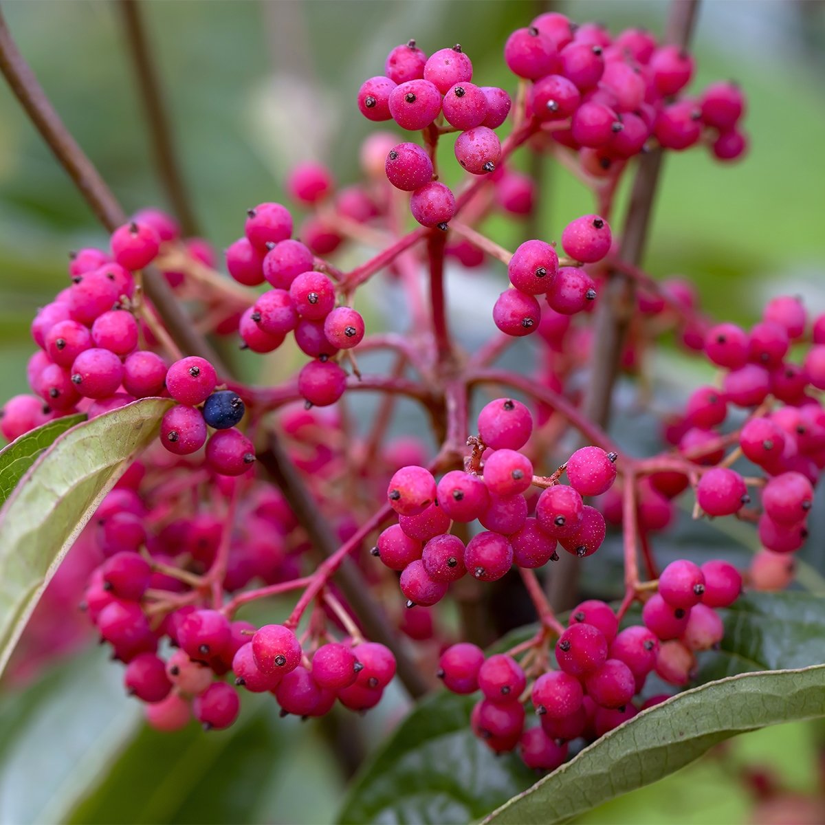 Мединилла speciosa
