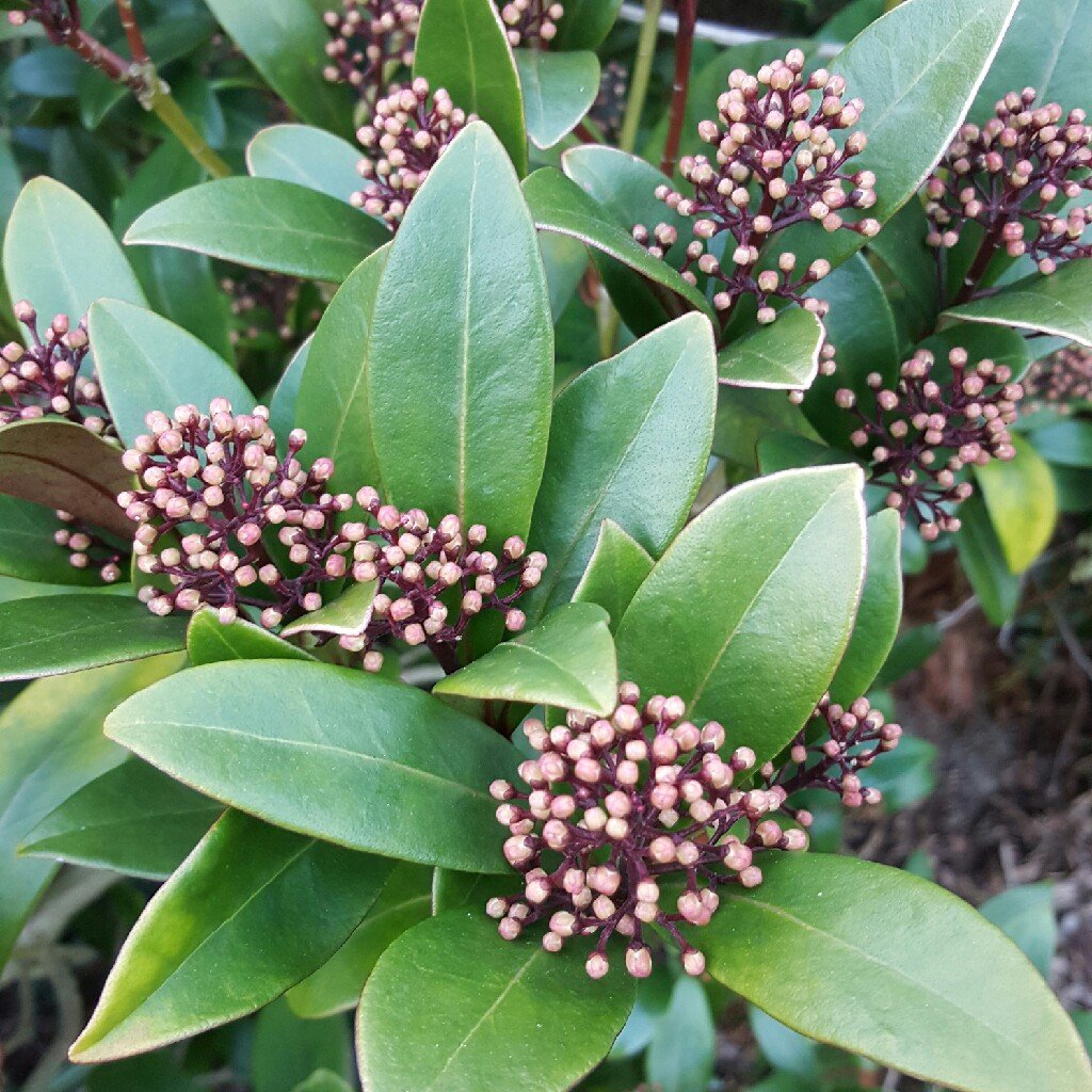 Skimmia japonica