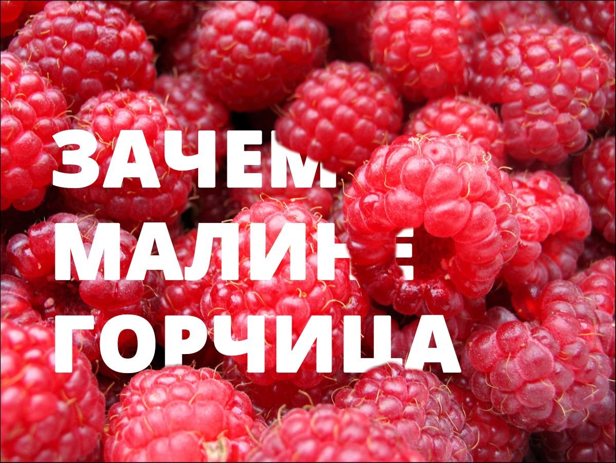 Горчица для малины
