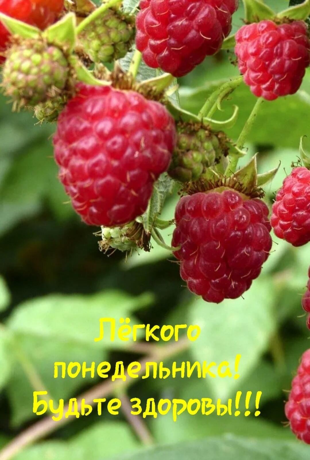 Малина кустарник
