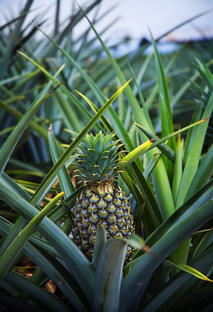 Ананас (ananas)