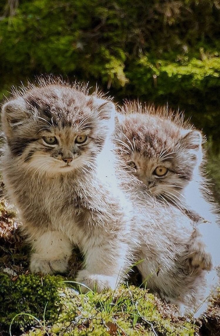 Детеныши кота манула