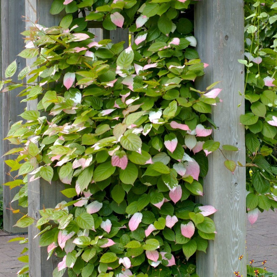 Актинидия коломикта (Actinidia kolomikta)