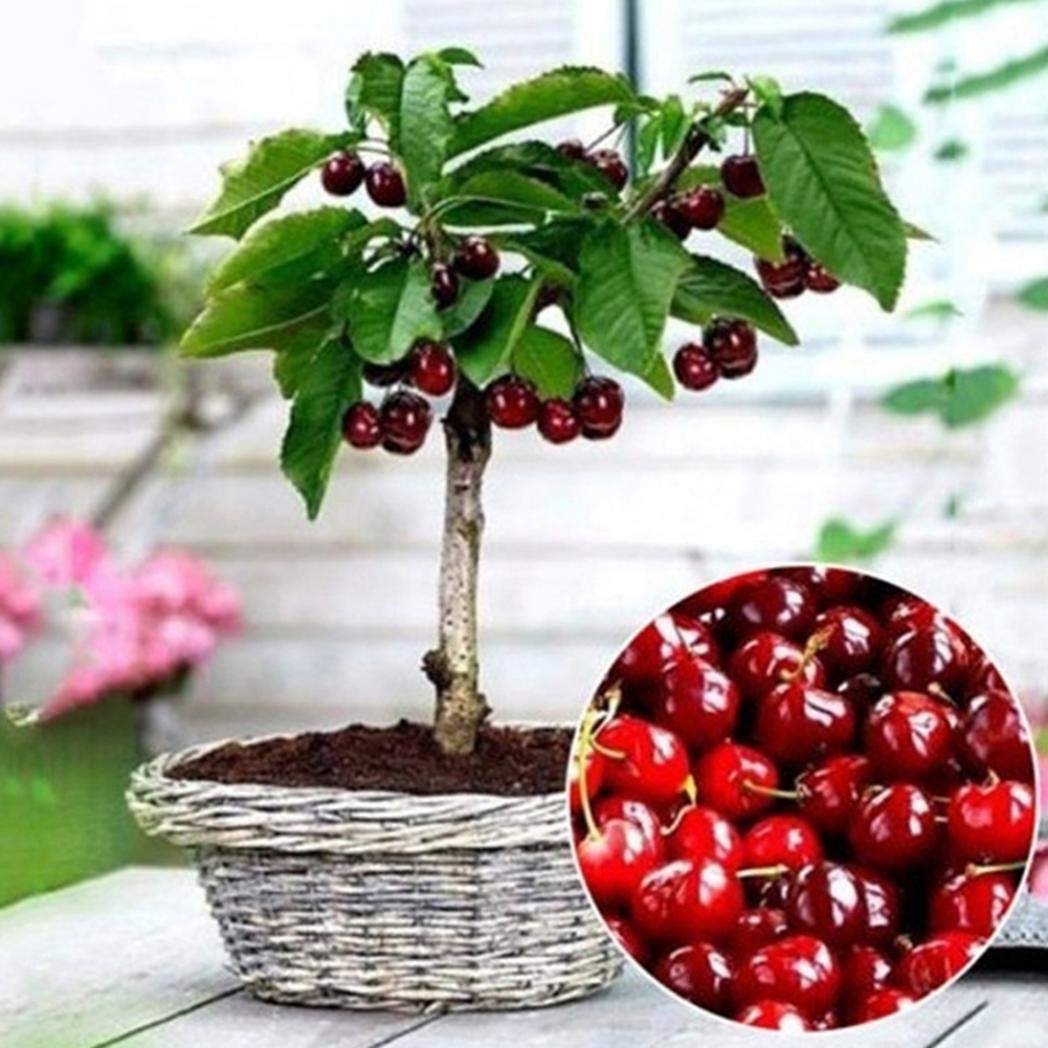 Бонсай вишня