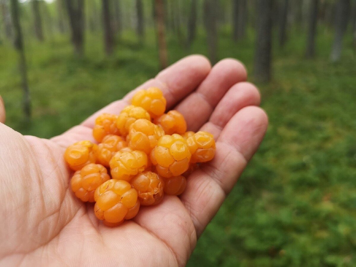 Морошка на Сахалине
