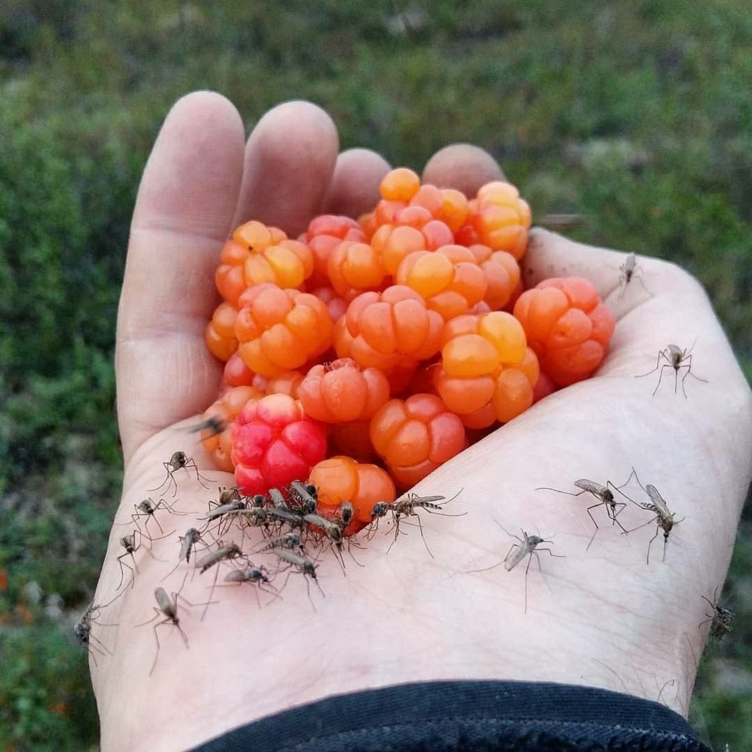 Морошка ягода