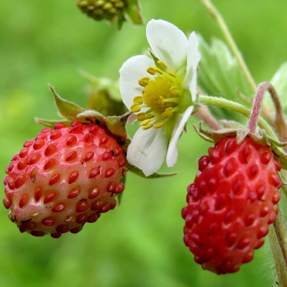 Земляника Лесная (Fragaria vesca)