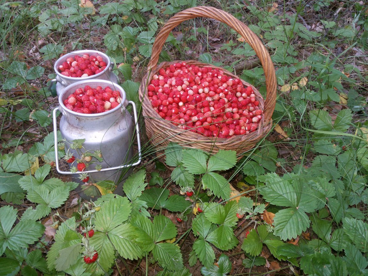 Деревня земляника