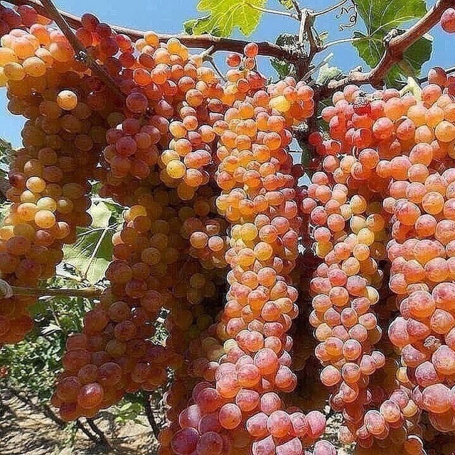 Армянский виноград кишмиш