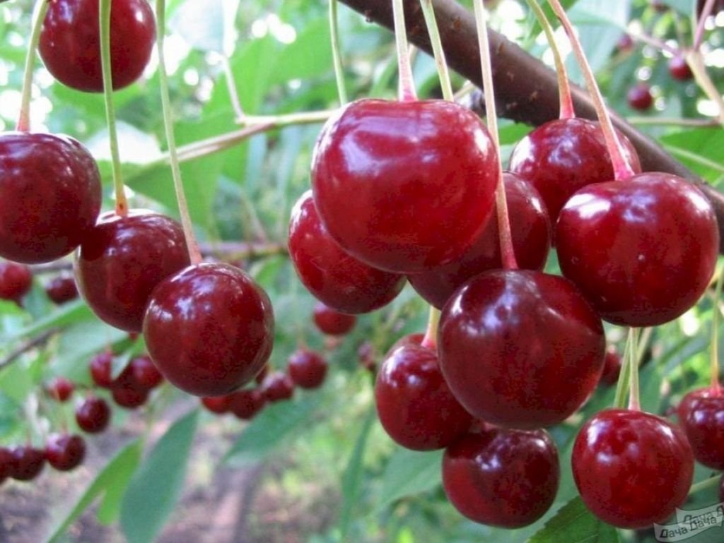 Вишня сорт десертная Морозова