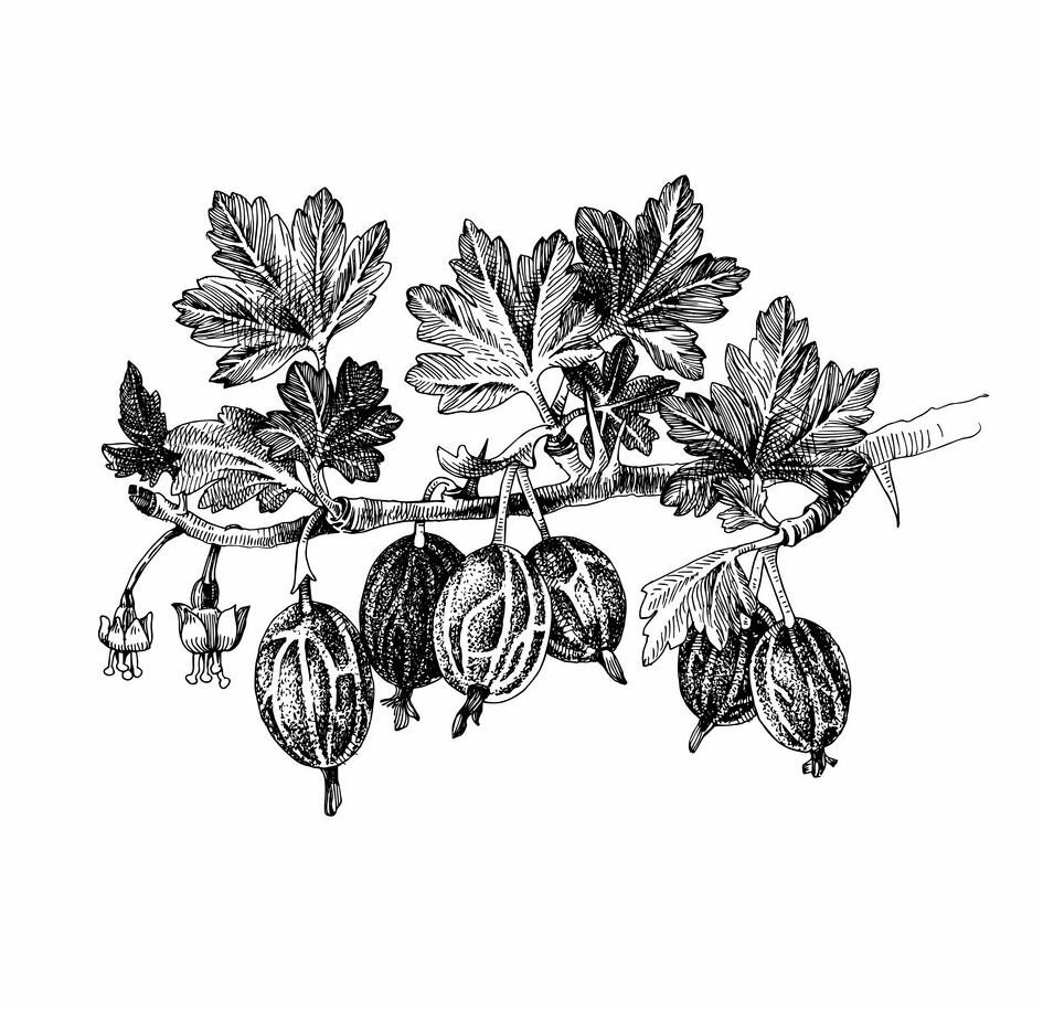 Крыжовник ардеко Gooseberry illustration