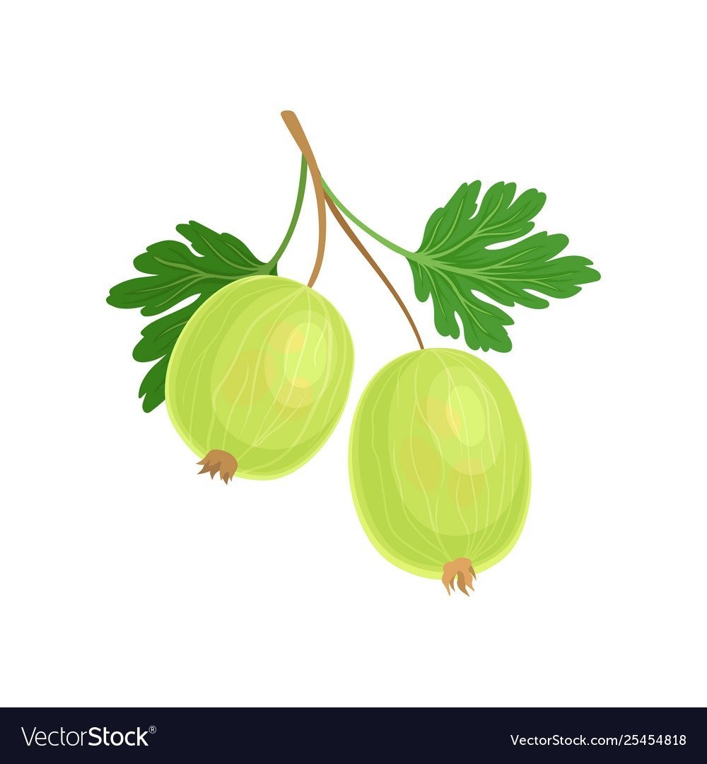 Крыжовник рисунок
